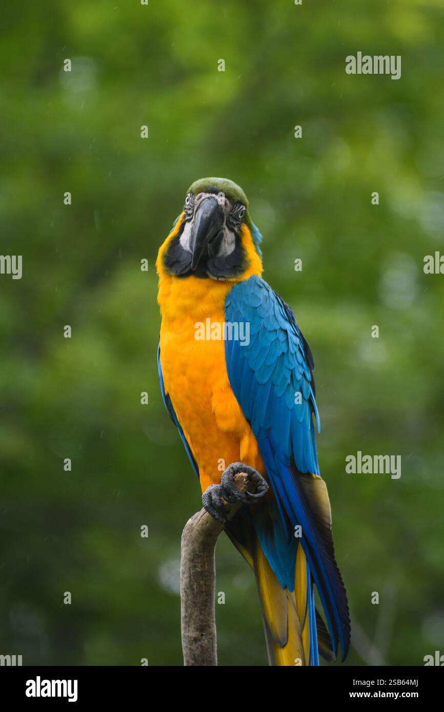 Animaux au zoo de Toronto Banque D'Images