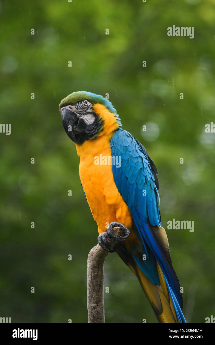 Animaux au zoo de Toronto Banque D'Images