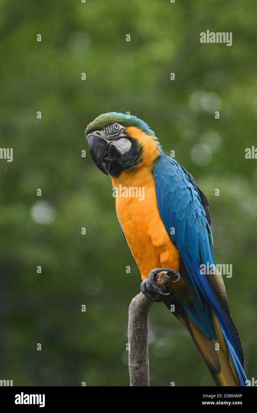 Animaux au zoo de Toronto Banque D'Images