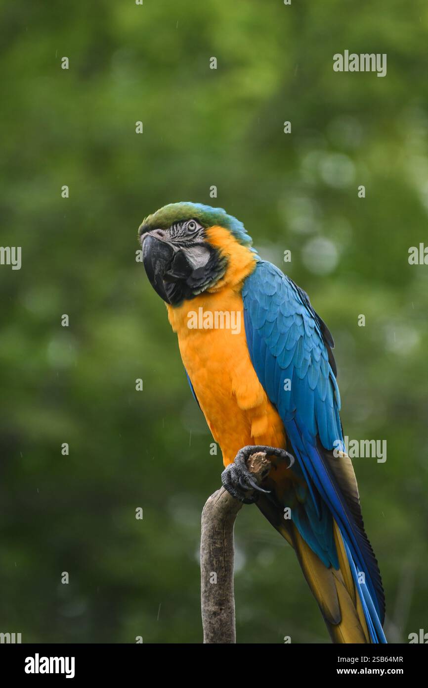 Animaux au zoo de Toronto Banque D'Images