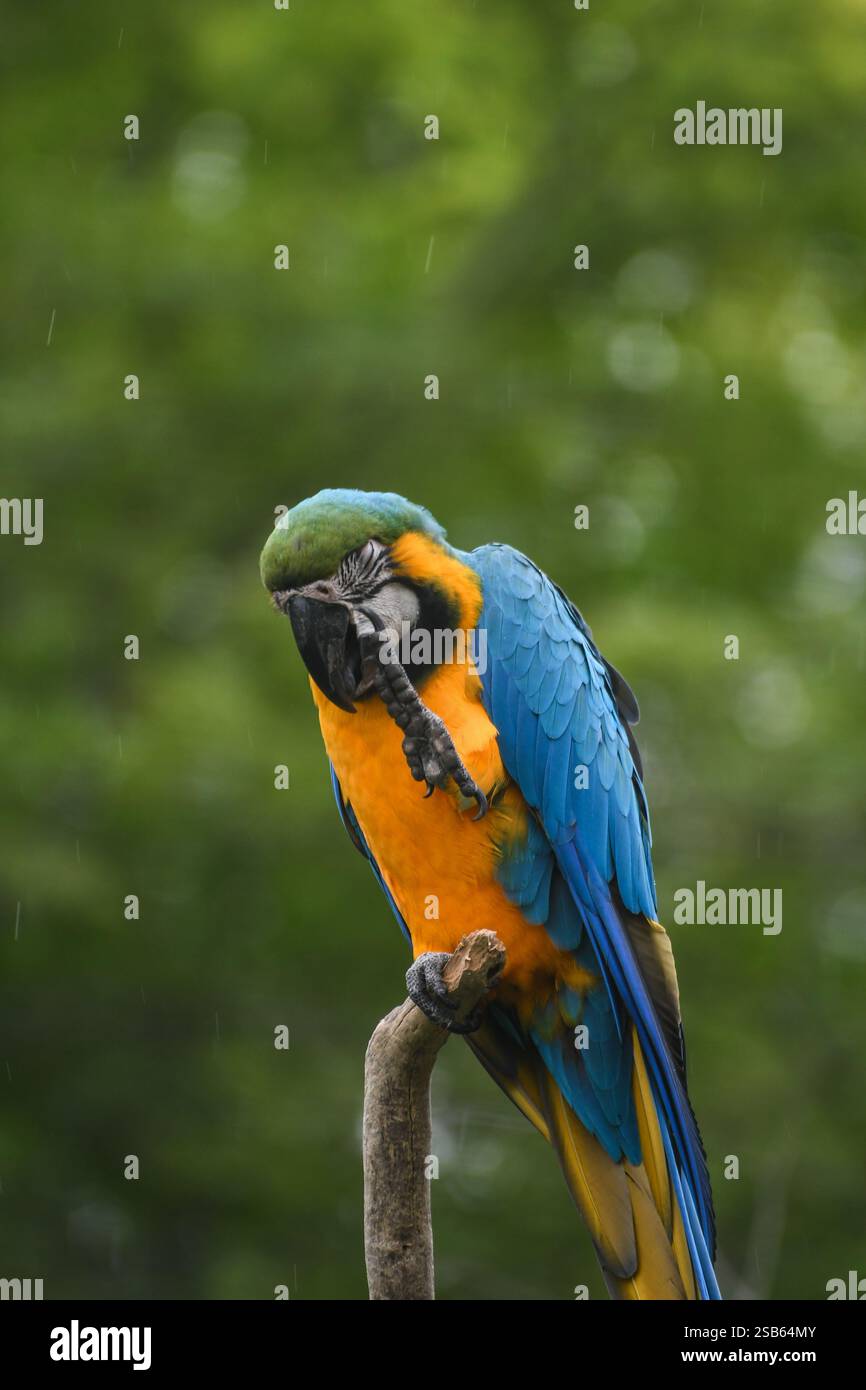Animaux au zoo de Toronto Banque D'Images