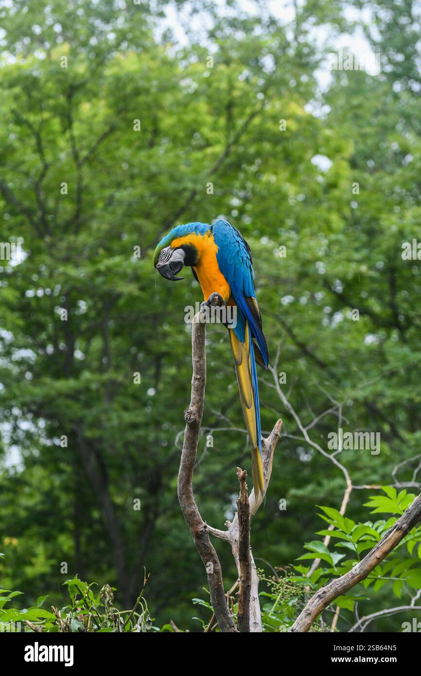 Animaux au zoo de Toronto Banque D'Images