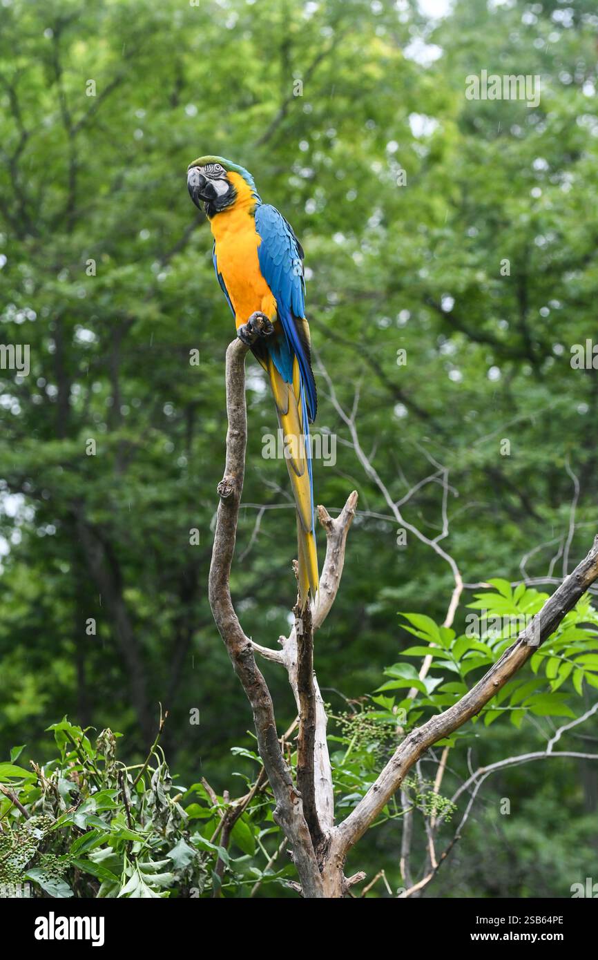 Animaux au zoo de Toronto Banque D'Images
