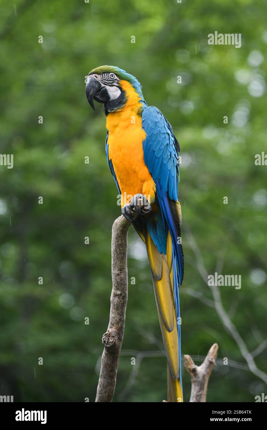 Animaux au zoo de Toronto Banque D'Images