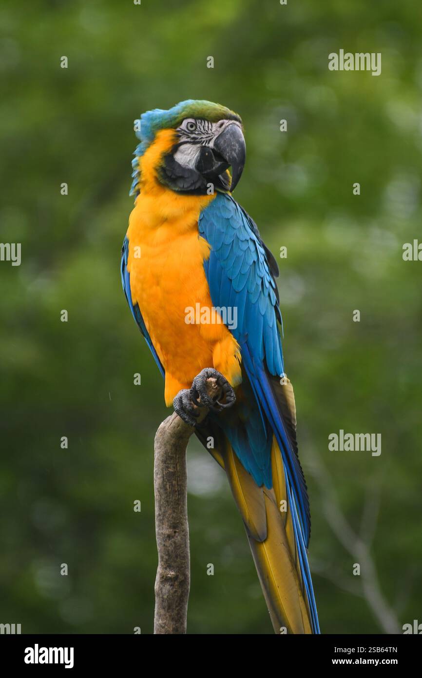 Animaux au zoo de Toronto Banque D'Images