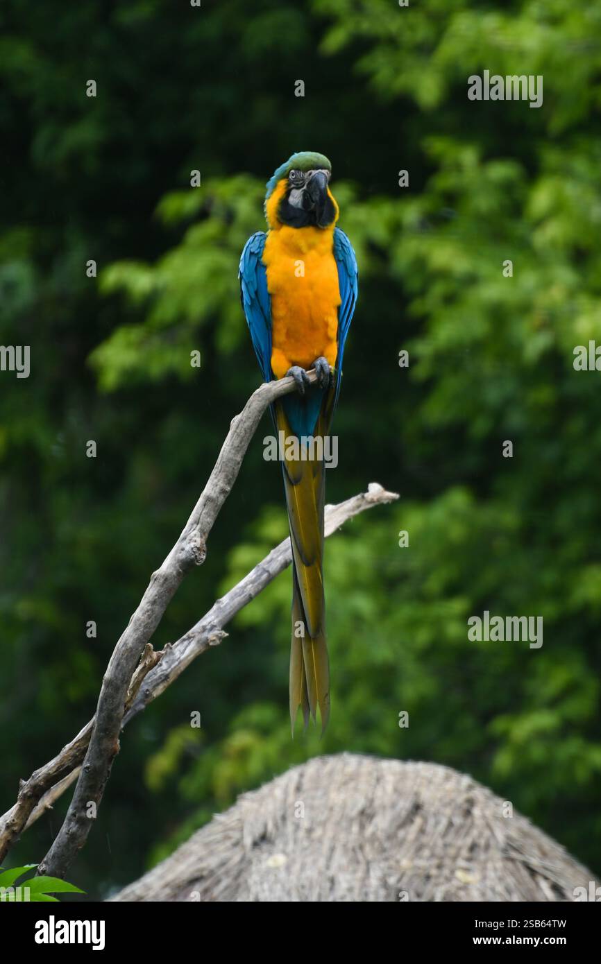 Animaux au zoo de Toronto Banque D'Images