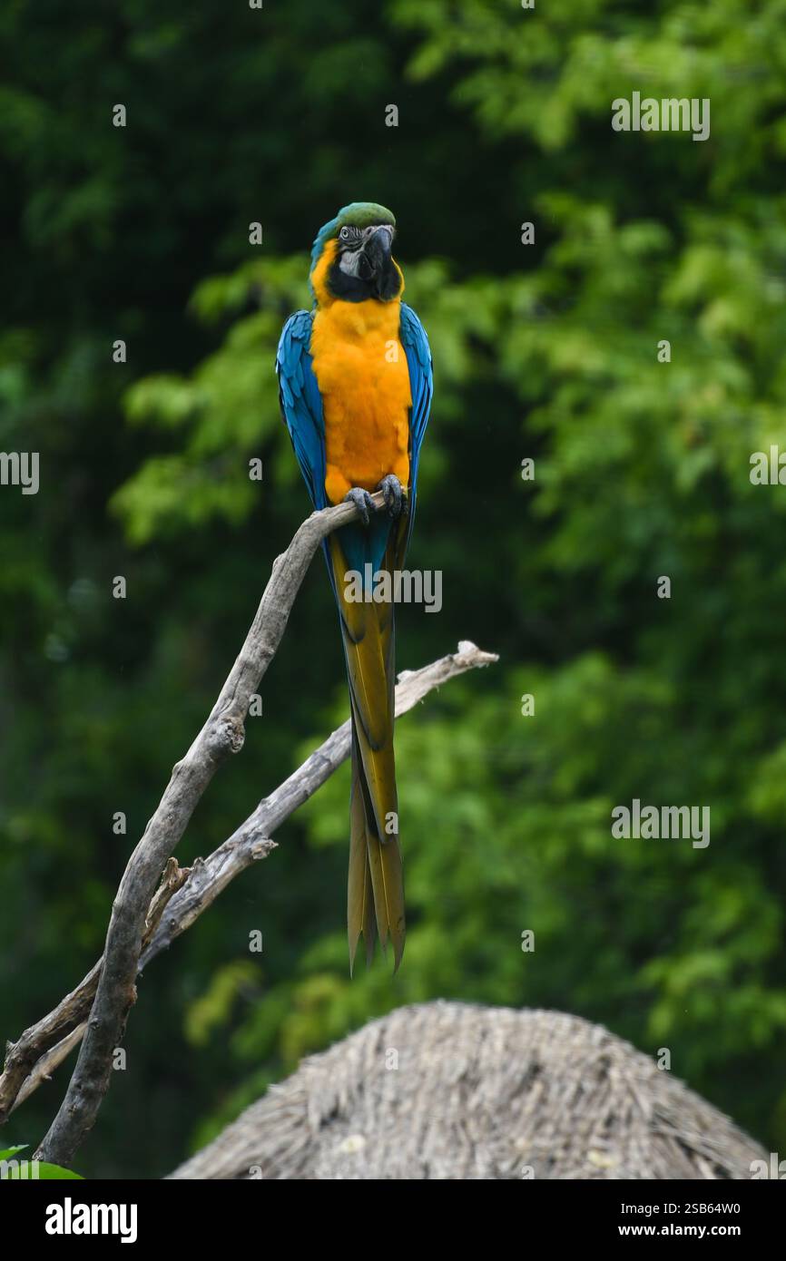 Animaux au zoo de Toronto Banque D'Images