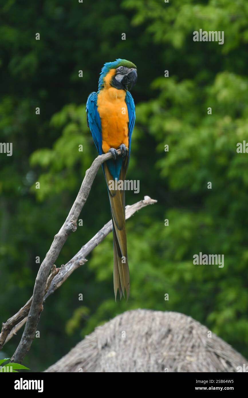 Animaux au zoo de Toronto Banque D'Images