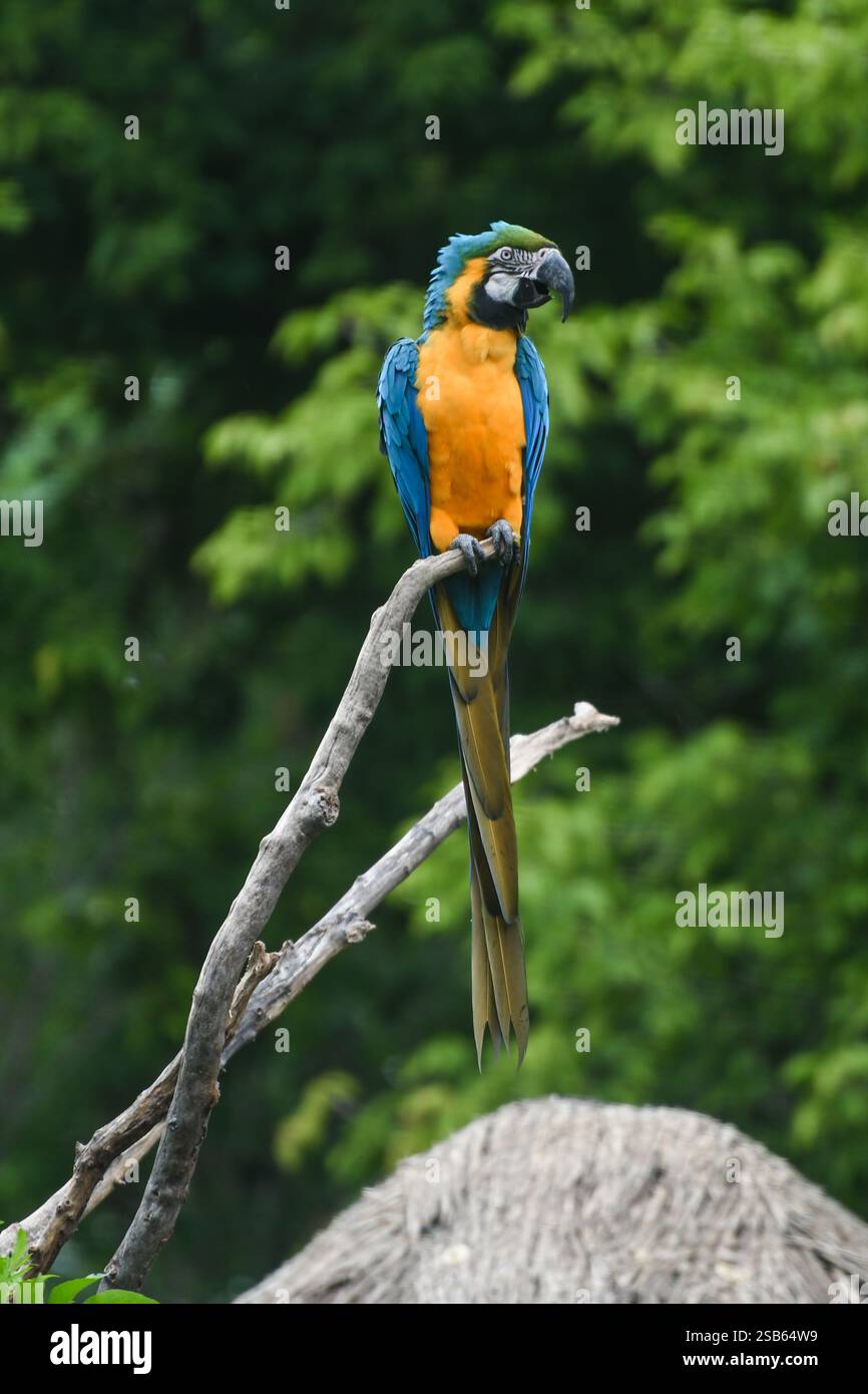 Animaux au zoo de Toronto Banque D'Images