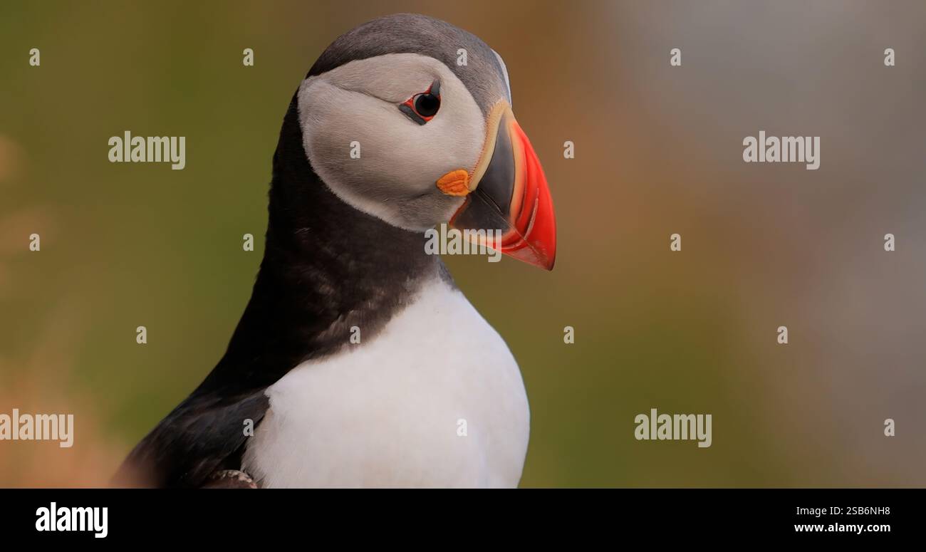 Macareux de l'Atlantique (Fratercula arctica), sur le rocher de l'île de Runde (Norvège). C'est le seul macareux originaire de l'océan Atlantique. Banque D'Images