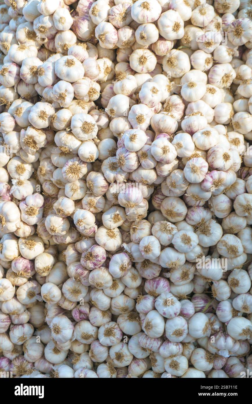 vue aérienne d'un grand tas de bulbes d'ail frais aux teintes naturelles blanches et violettes. Cette image en gros plan capture la texture et les détails du GA Banque D'Images