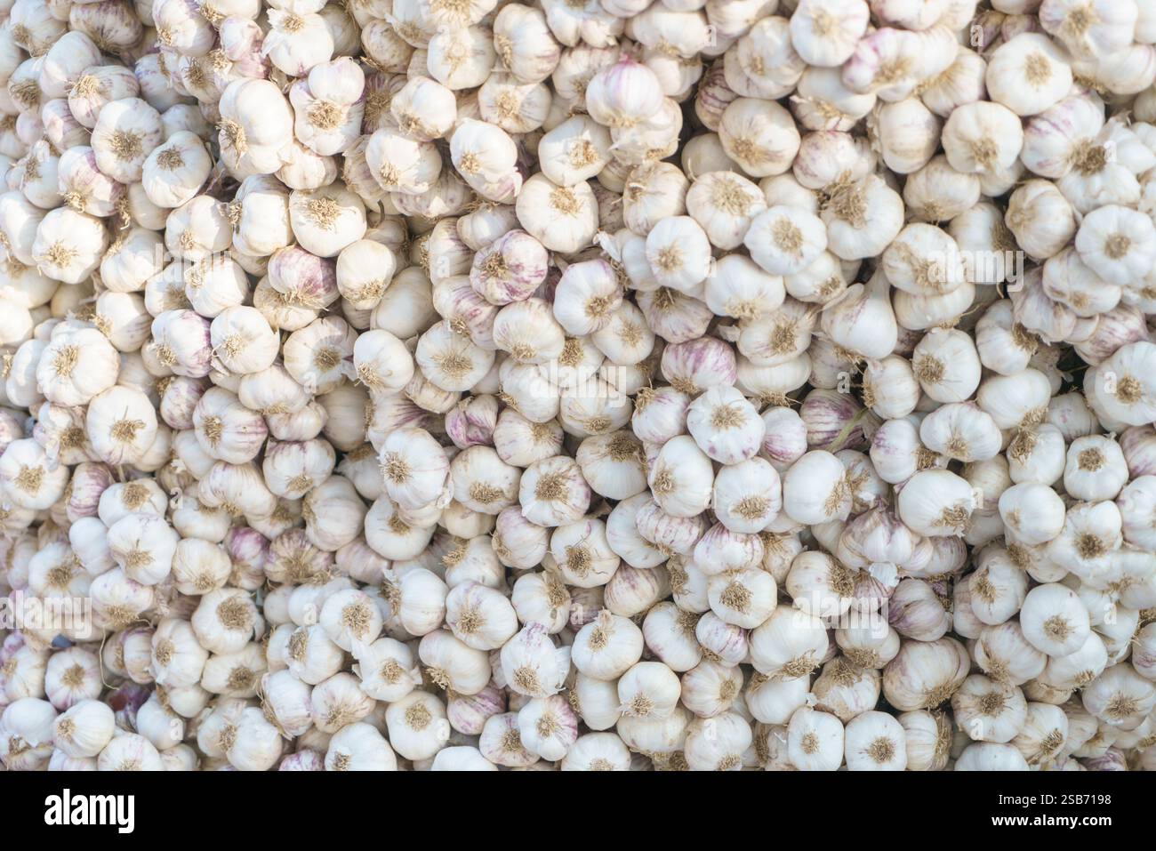 vue aérienne d'un grand tas de bulbes d'ail frais aux teintes naturelles blanches et violettes. Cette image en gros plan capture la texture et les détails du GA Banque D'Images