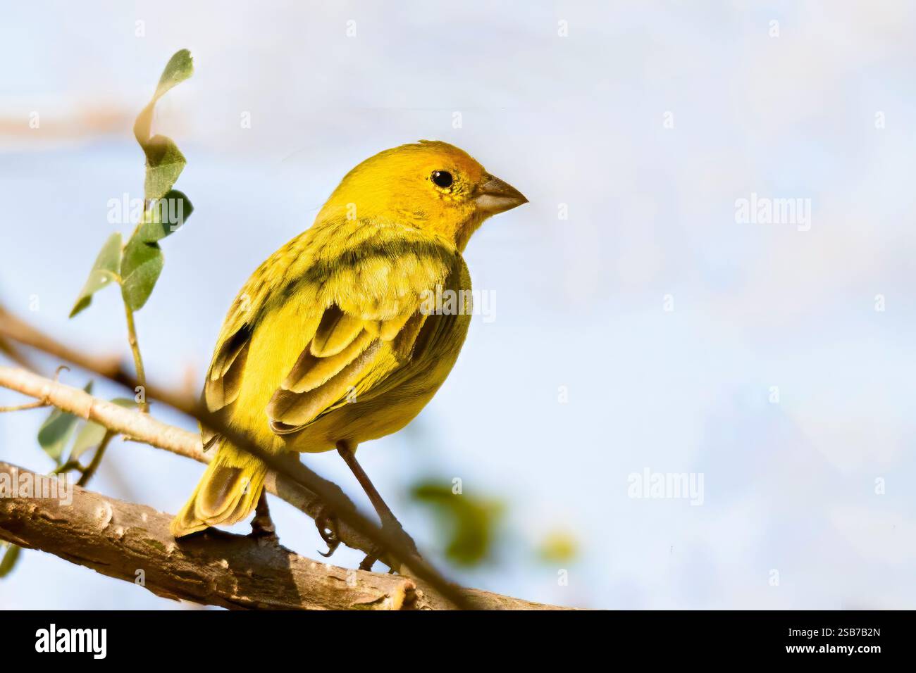 Pingouin au safran (Sicalis flaveola) du Pantanal, Brésil. Banque D'Images
