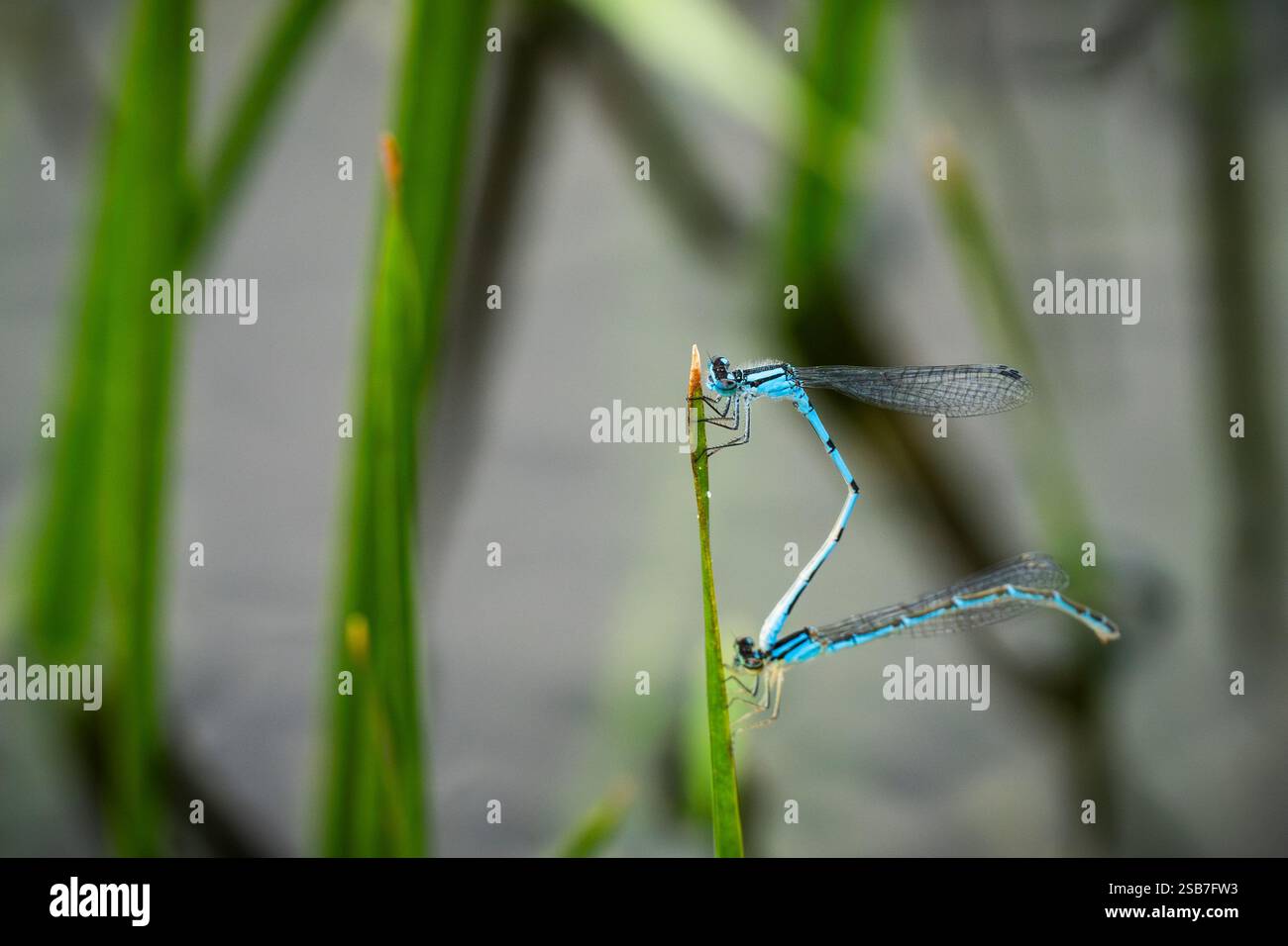 Bluets damselflies se livrent à un comportement d'accouplement où le mâle agrafe la femelle derrière sa tête avec ses fermoirs. Banque D'Images