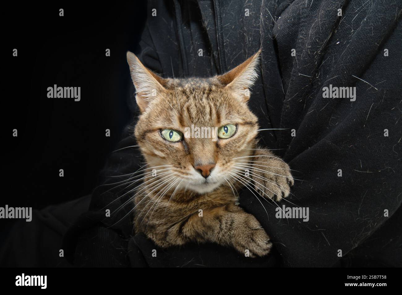 Poils d'animaux sur le concept de vêtements. Hygiène de soin des chats, toilettage ou excrétion des animaux. Banque D'Images