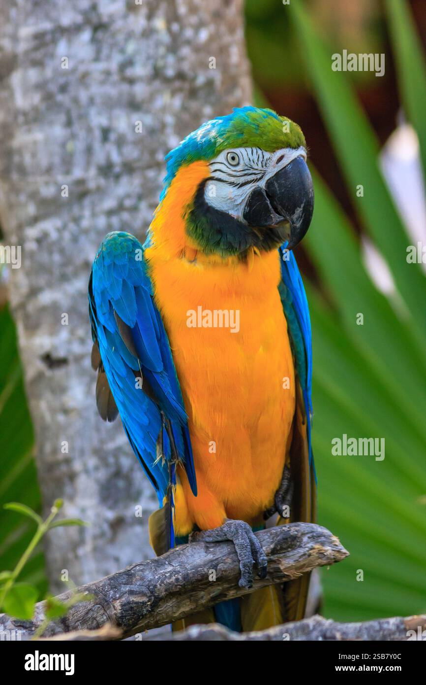 Un perroquet coloré est perché sur une branche. L'oiseau est bleu et jaune, avec un bec noir. La scène est paisible et sereine, avec l'oiseau regardant dehors Banque D'Images