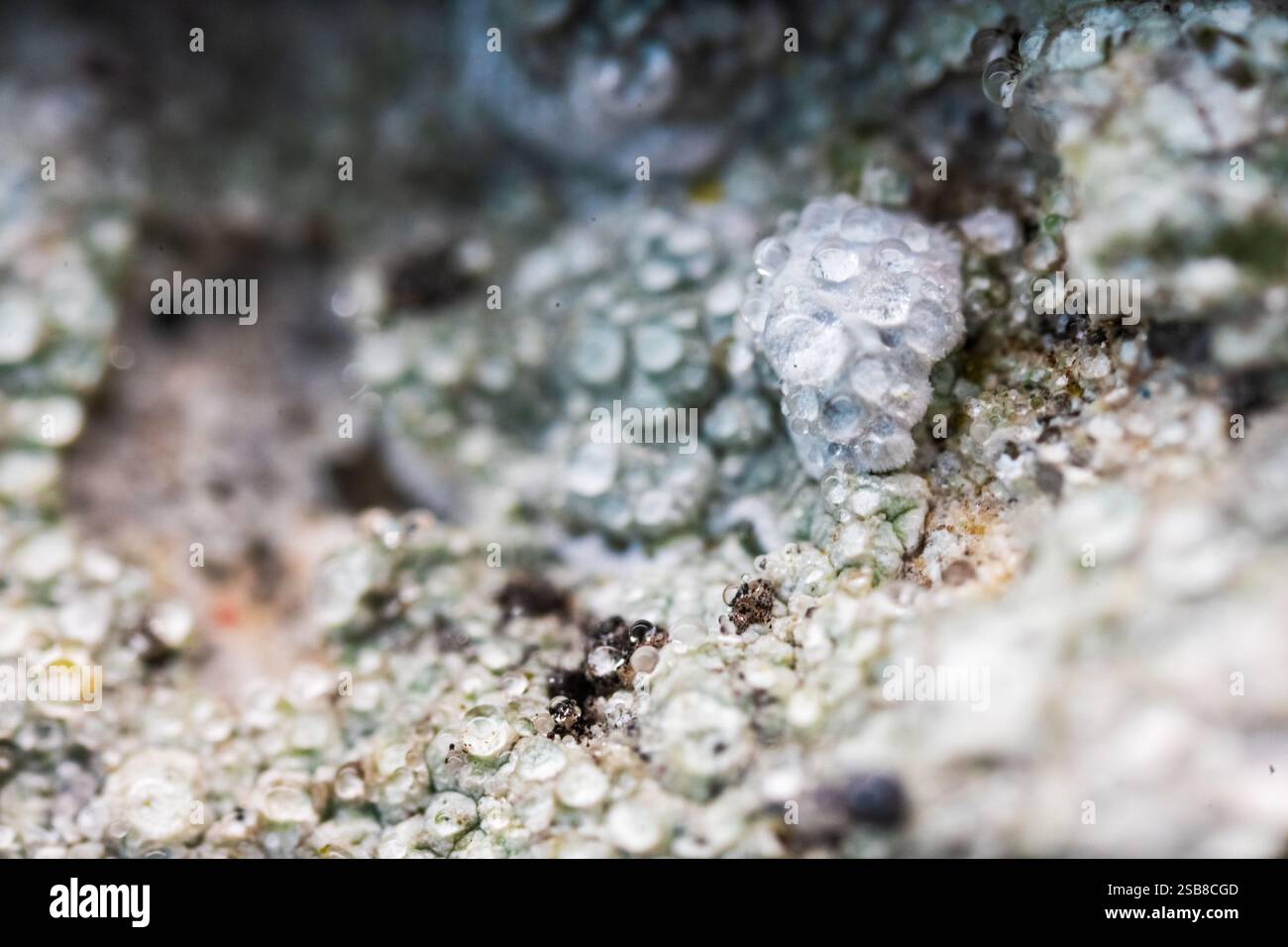 lichen vibrant sur la surface rocheuse altérée Banque D'Images