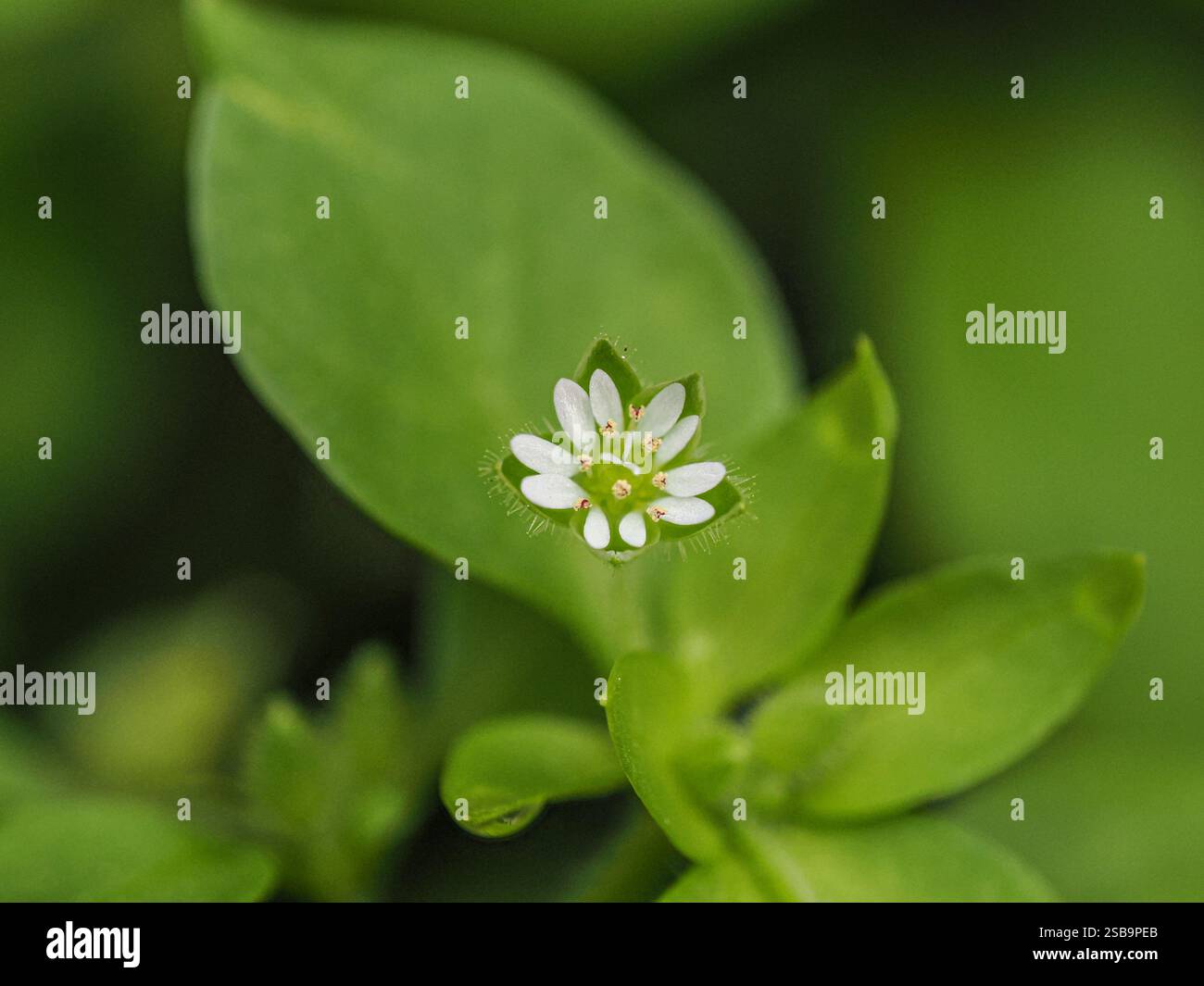 Une fleur commune de chichweed en pleine floraison dans le jardin Banque D'Images