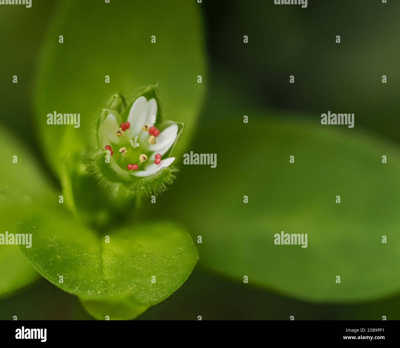 Une fleur commune de chichweed fleurissant dans le jardin Banque D'Images