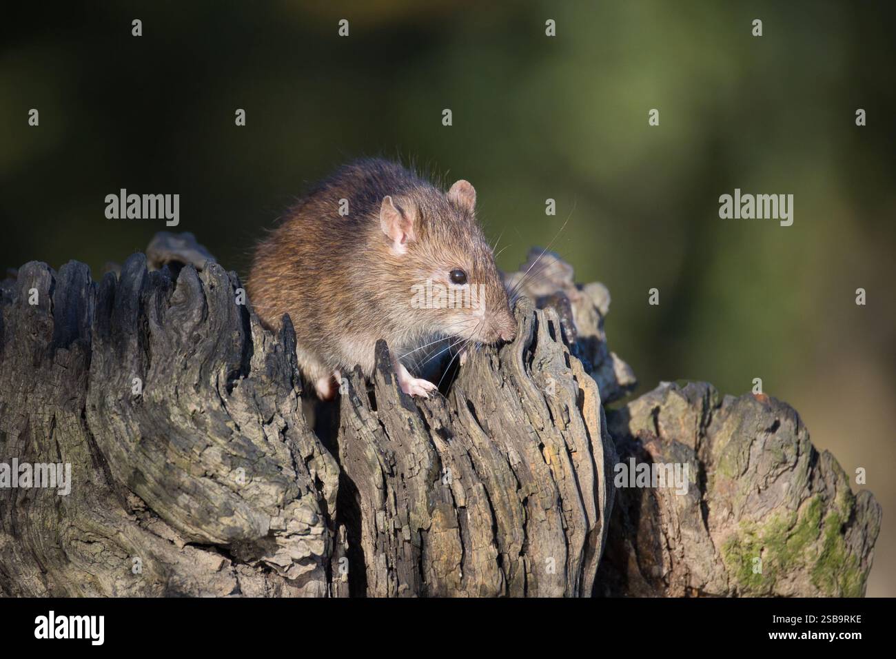 Un gros plan d'un rat brun commun, Rattus norvegicus, également connu sous le nom de rat d'égout, rat de rue, rat de quai, capturé ici sur un vieux tronc d'arbre en bois Banque D'Images