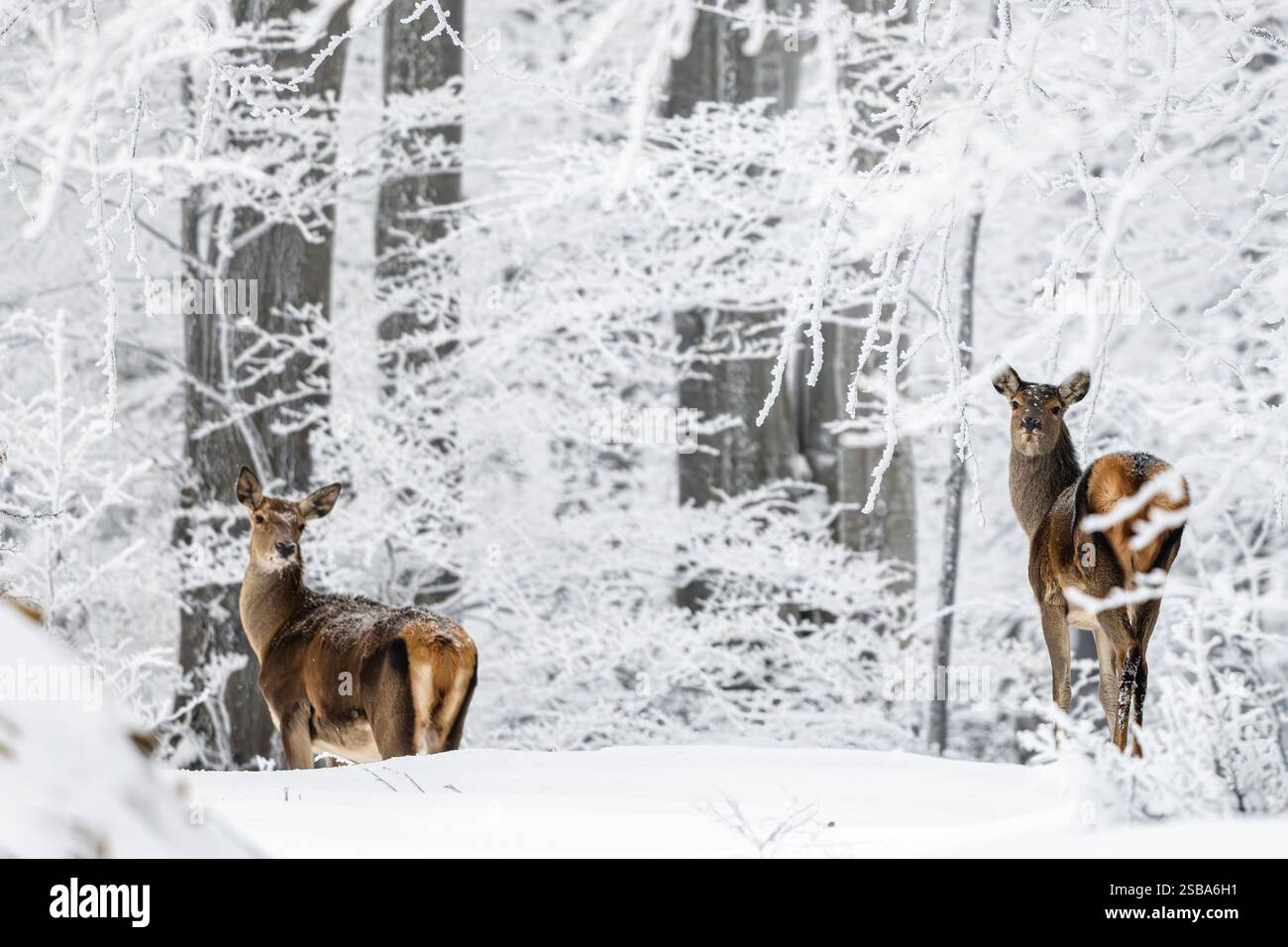 Cerf rouge, Cervus elaphus, dans la forêt d'hiver. Montagnes de Bieszczady, Pologne. Banque D'Images