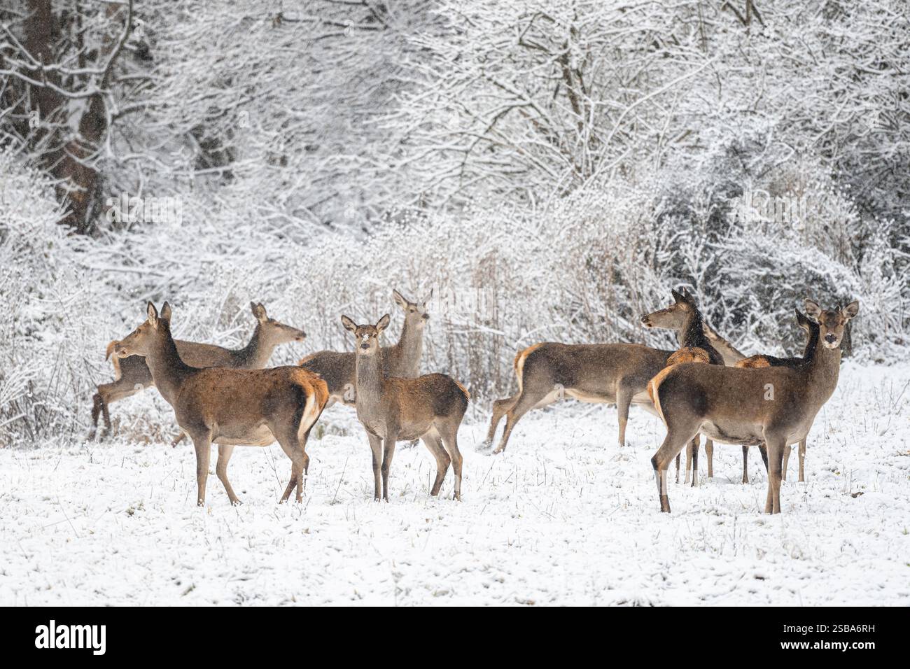 Cerf rouge, Cervus elaphus, dans la forêt d'hiver. Montagnes de Bieszczady, Pologne. Banque D'Images