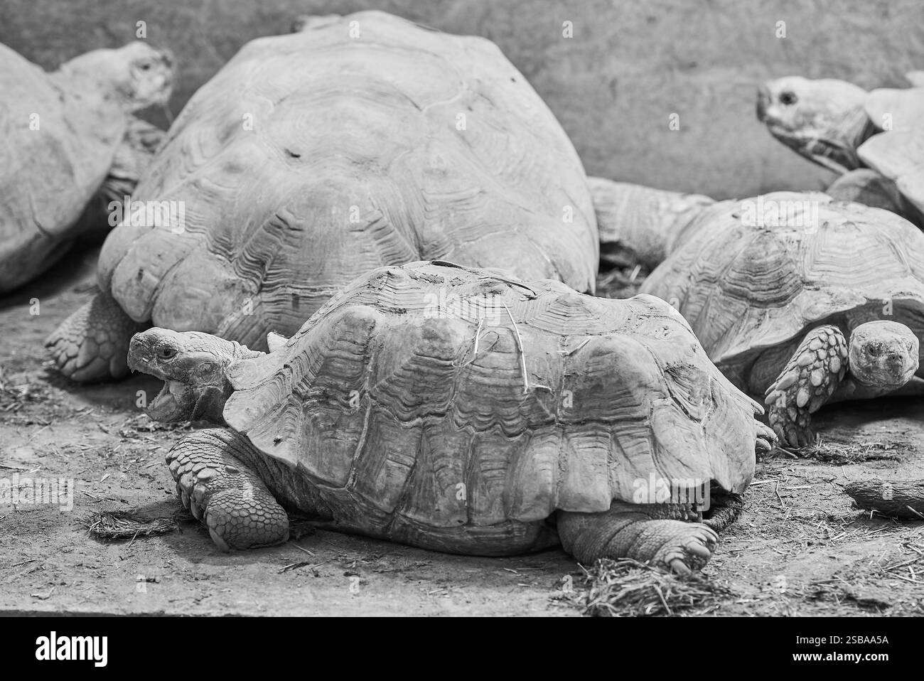 La tortue africaine Centrochelys sulcata Banque D'Images