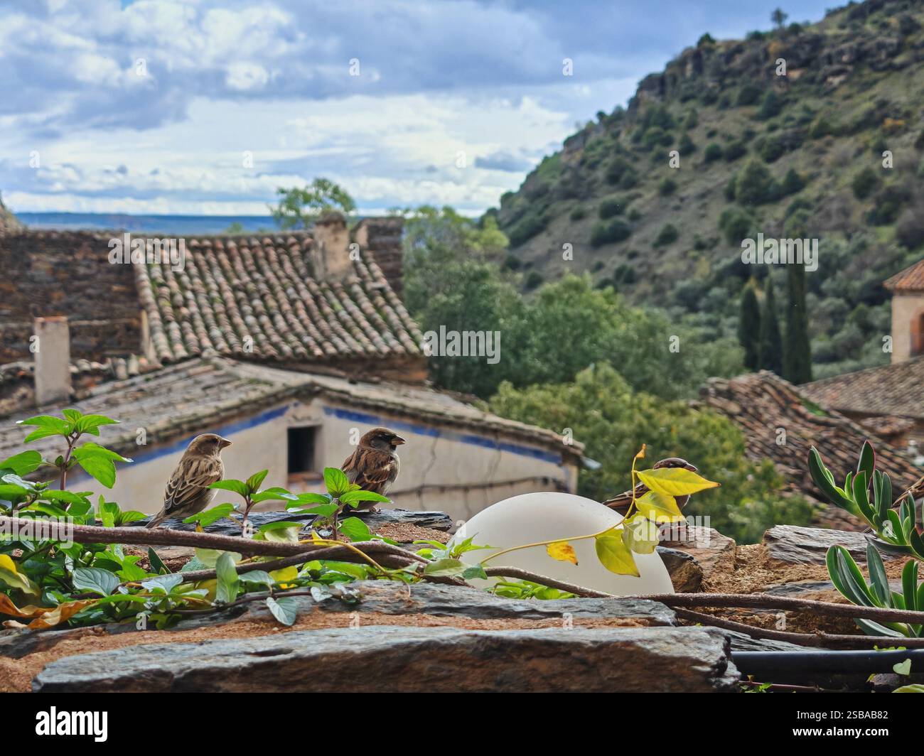 Deux petits oiseaux sur un rocher surplombant le paysage à Patones, Espagne Banque D'Images