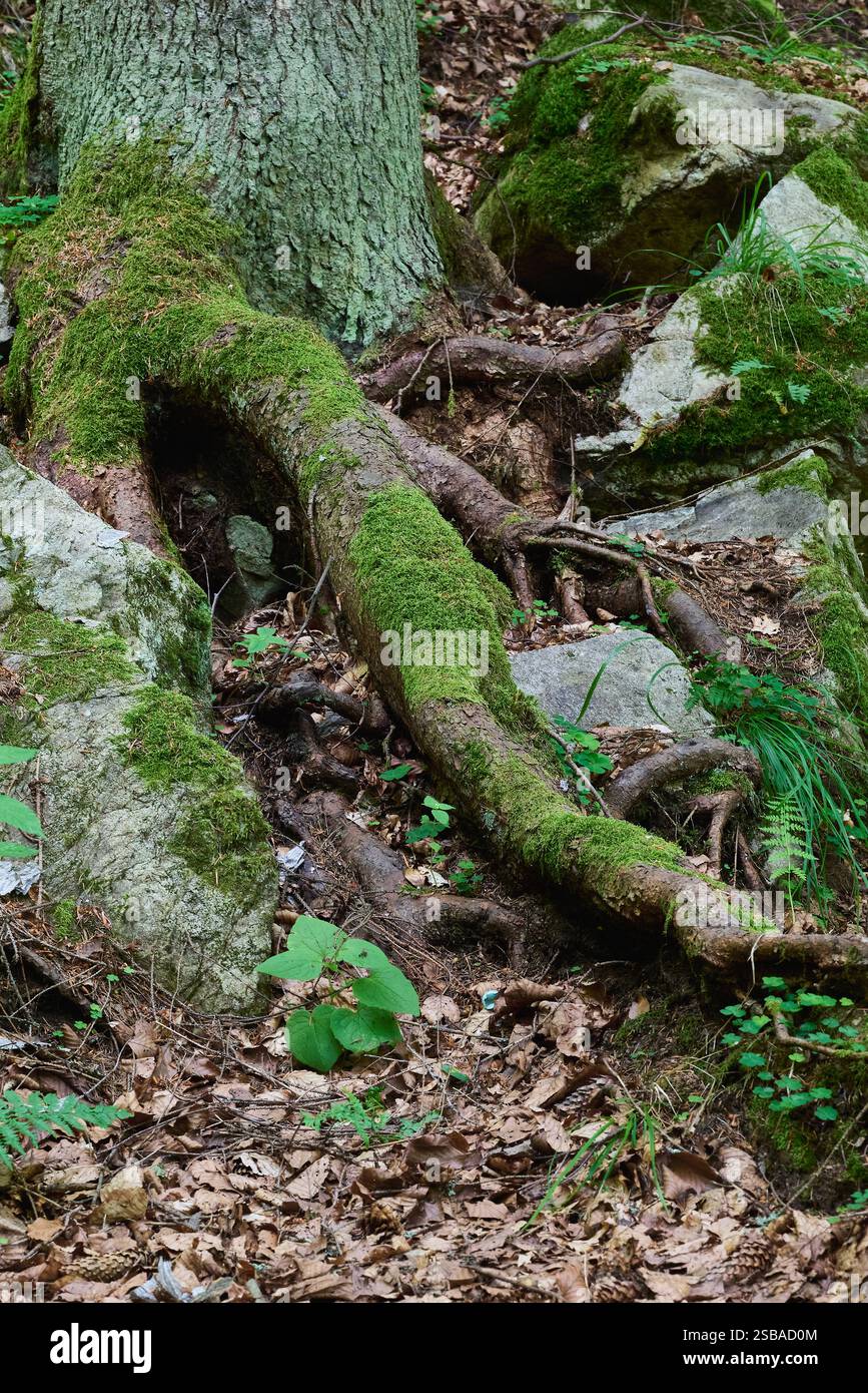 Racines des arbres dans les montagnes poussant parmi les roches couvertes de feuilles sèches et de mousse Banque D'Images
