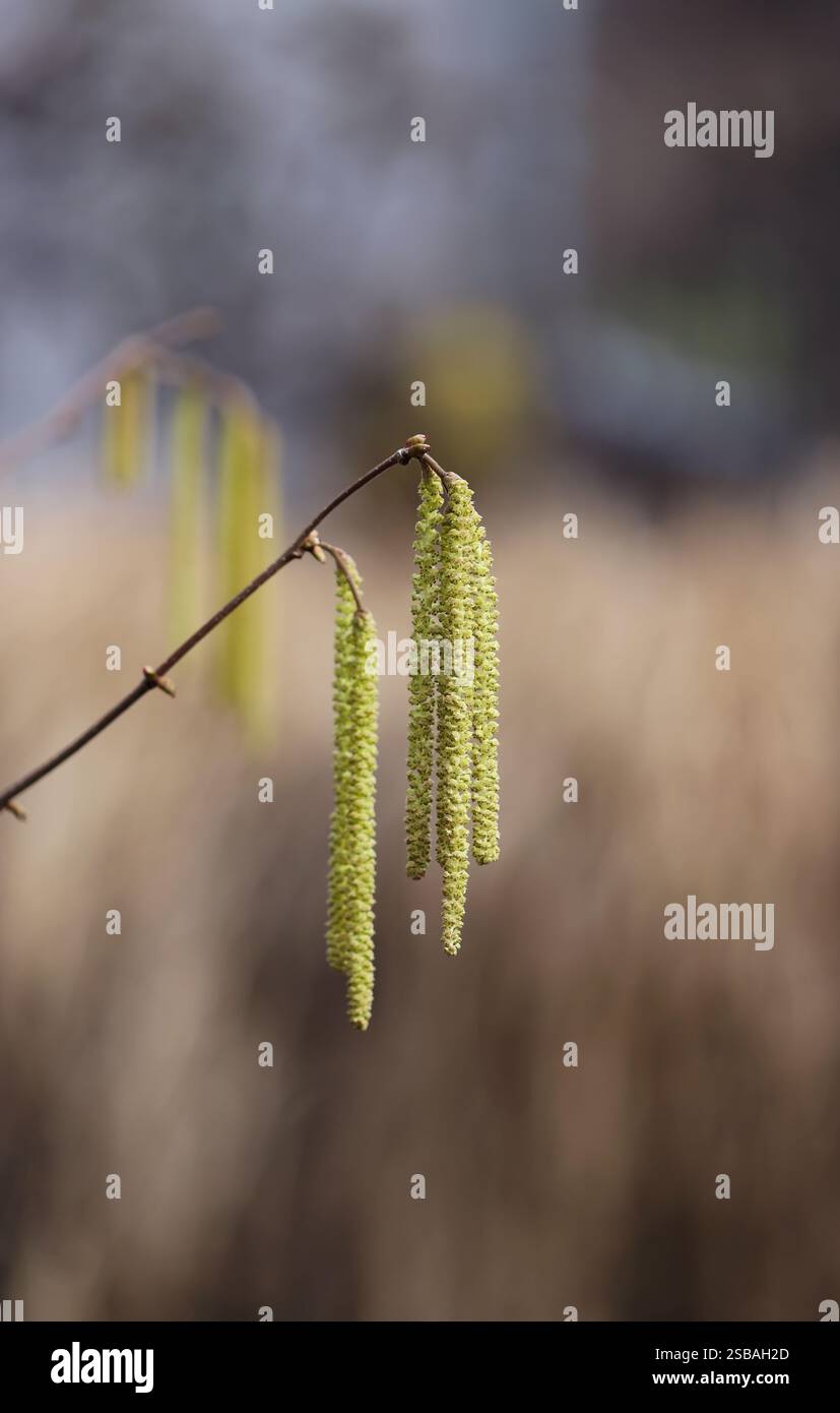 Noisetier commun (Corylus avellana) Banque D'Images