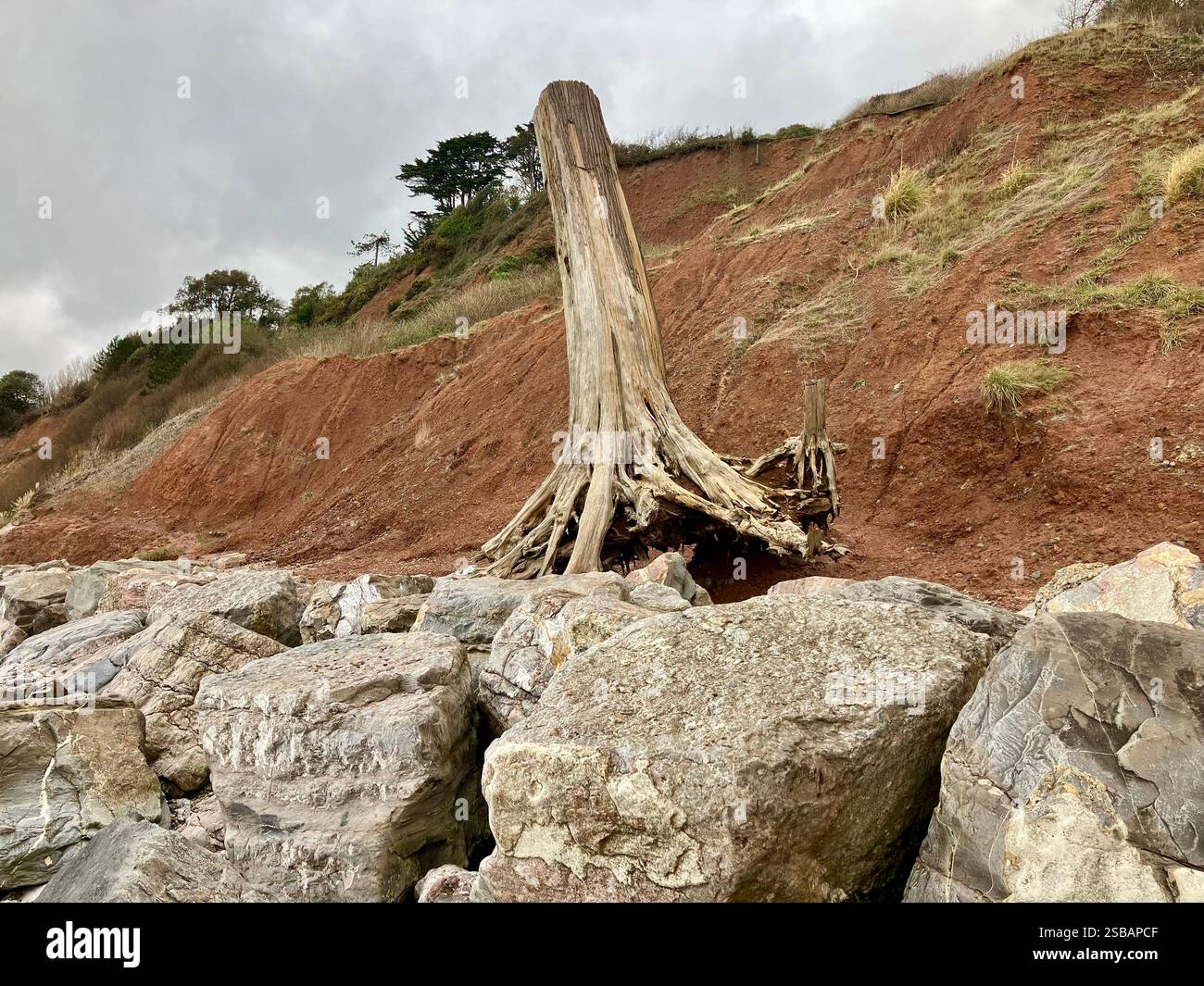 Restes de tronc d'arbres laissés sur la plage par l'érosion côtière, Seaton, Devon - Image de stock capturée avec un smartphone