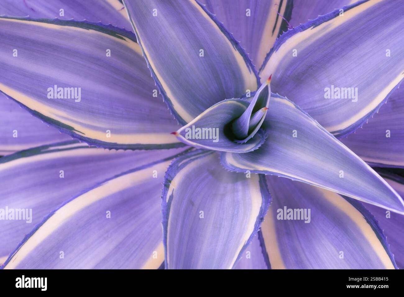 Fond violet fleur pour le concept de la saint-valentin Banque D'Images