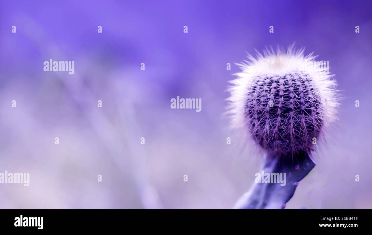 Fond violet fleur pour le concept de la saint-valentin Banque D'Images