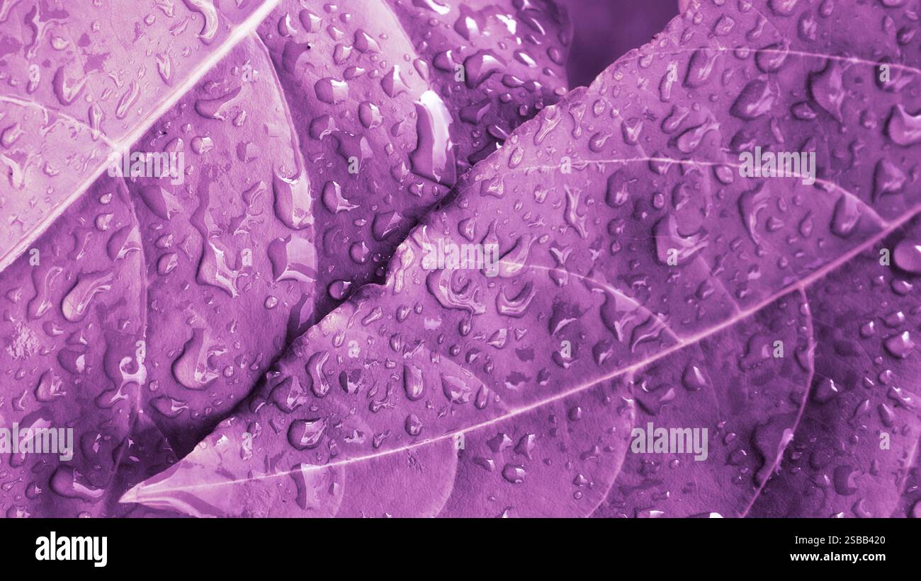 Fond violet fleur pour le concept de la saint-valentin Banque D'Images