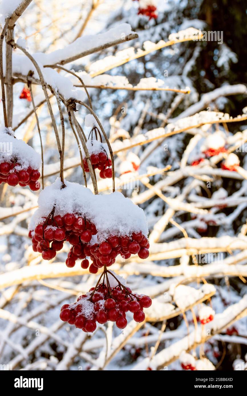grappes rouges de viburnum recouvertes de neige dans la forêt et branches d'arbres recouvertes de neige illuminées par le soleil en arrière-plan lors d'une journée ensoleillée d'hiver Banque D'Images