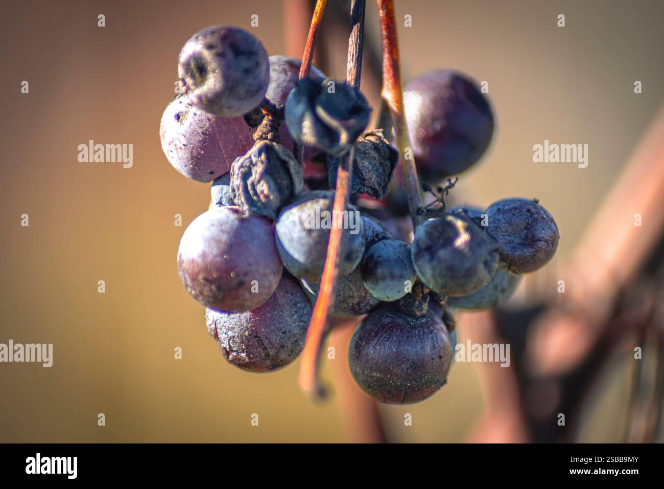 Une grappe de raisins Nebiolo après la récolte. Banque D'Images