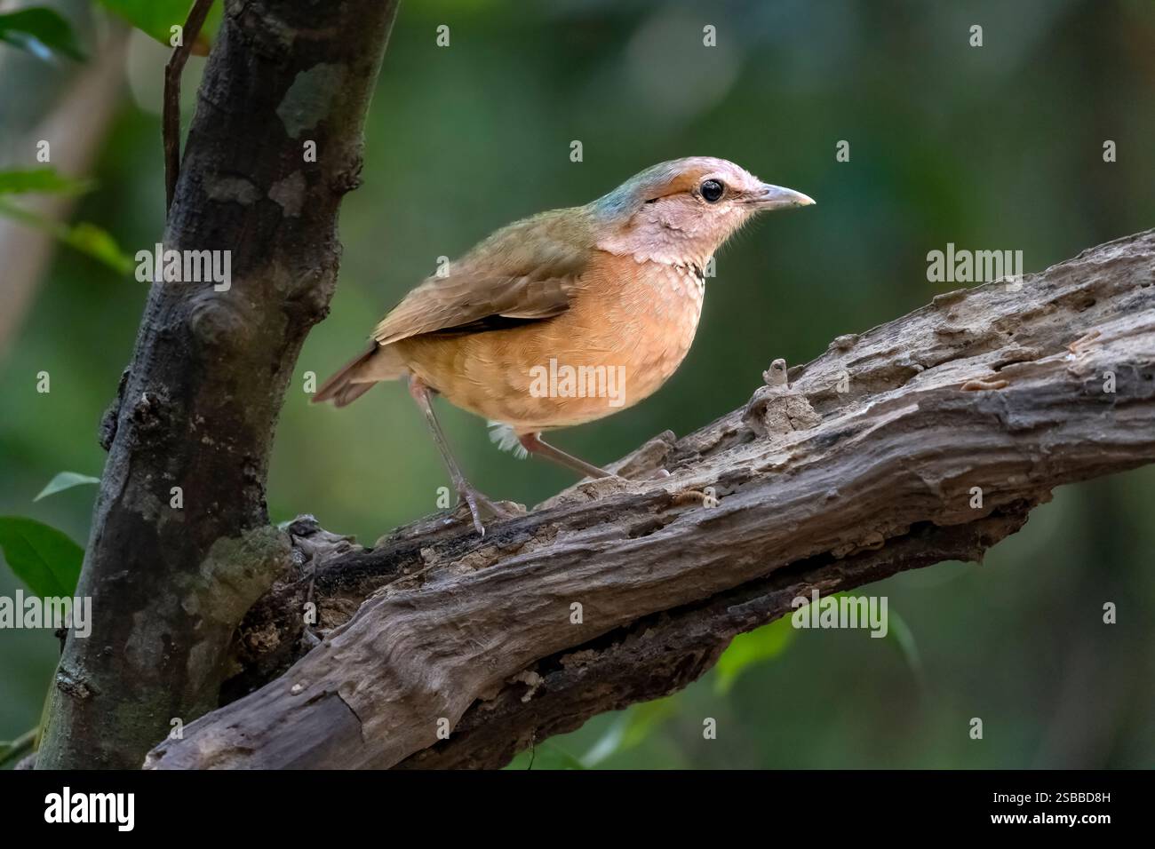 Oiseau pitta bleu grondé Banque D'Images