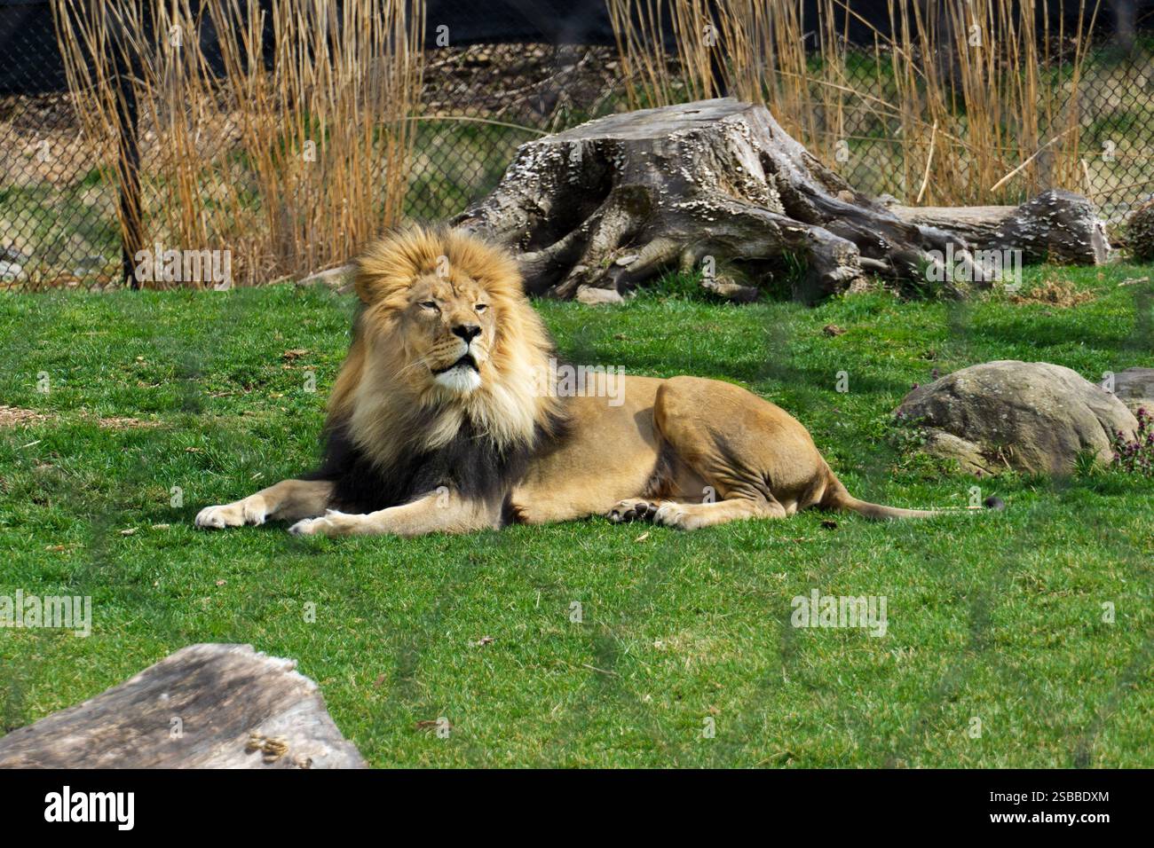 roi de la jungle Banque D'Images roi de la jungle Banque D'Images