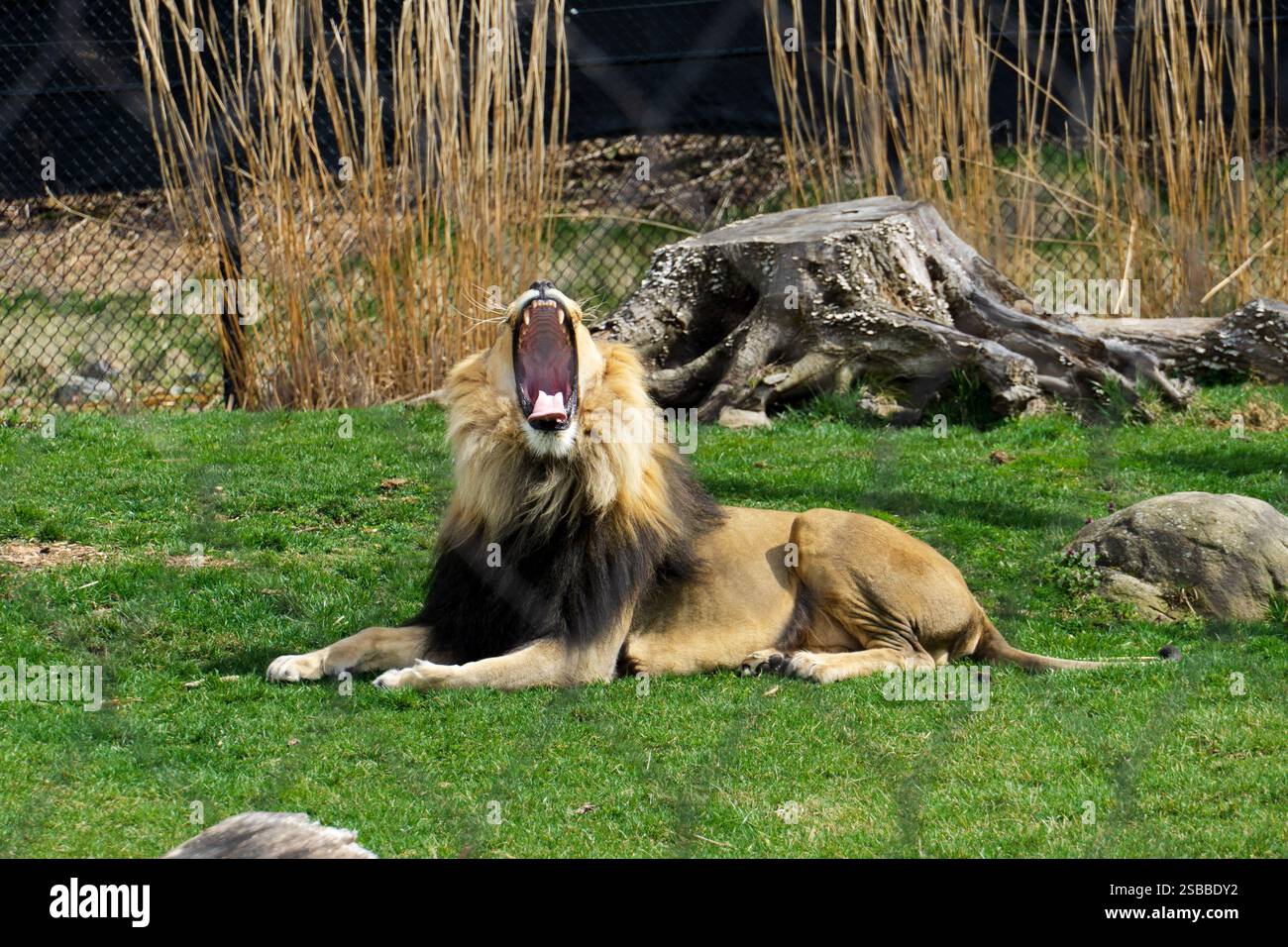 roi de la jungle Banque D'Images roi de la jungle Banque D'Images