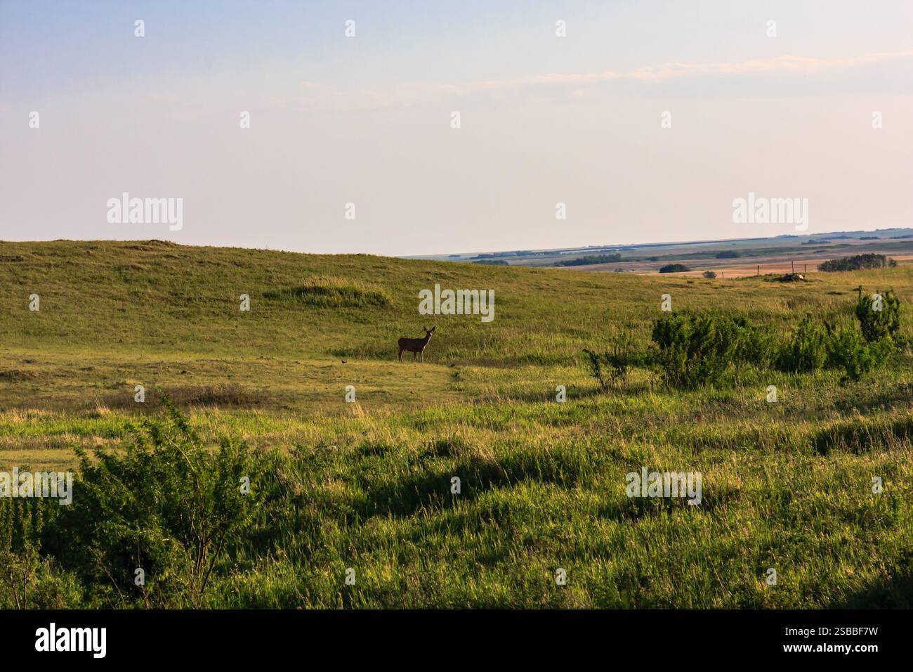 Un cerf marche dans un champ herbeux. Le ciel est clair et le soleil brille Banque D'Images
