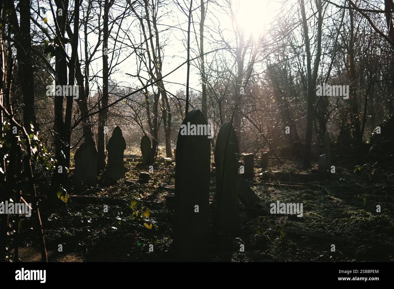 Londres, Royaume-Uni. 2 février 2025. Lumière du matin à travers des scènes à East Ham, de la réserve naturelle à High Street North. © Amstel Adams/ Alamy Live News Banque D'Images