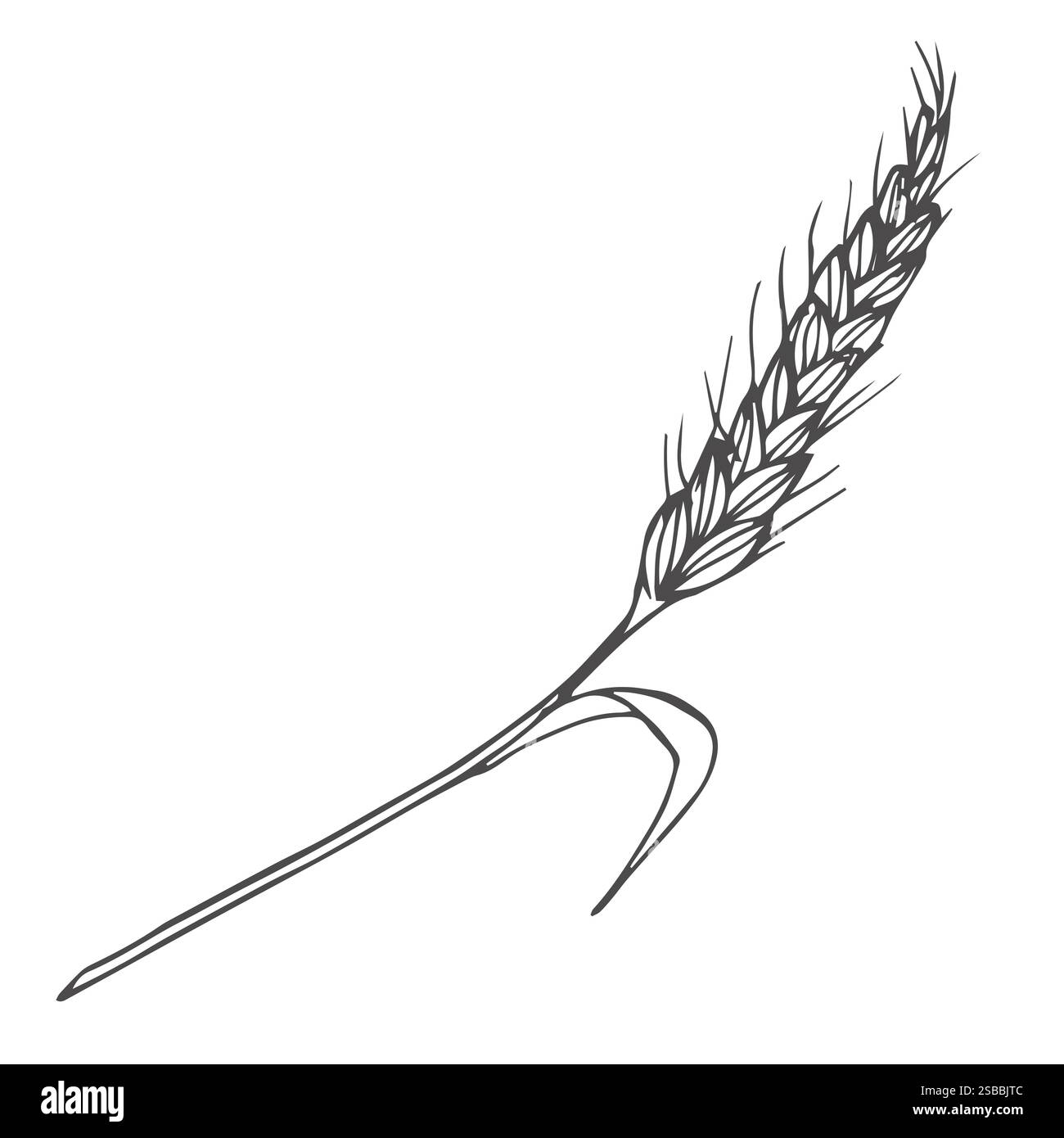 Céréales, orge de seigle et épis de blé. Concept de boulangerie. Illustration vectorielle d'esquisse dessinée à la main Illustration de Vecteur