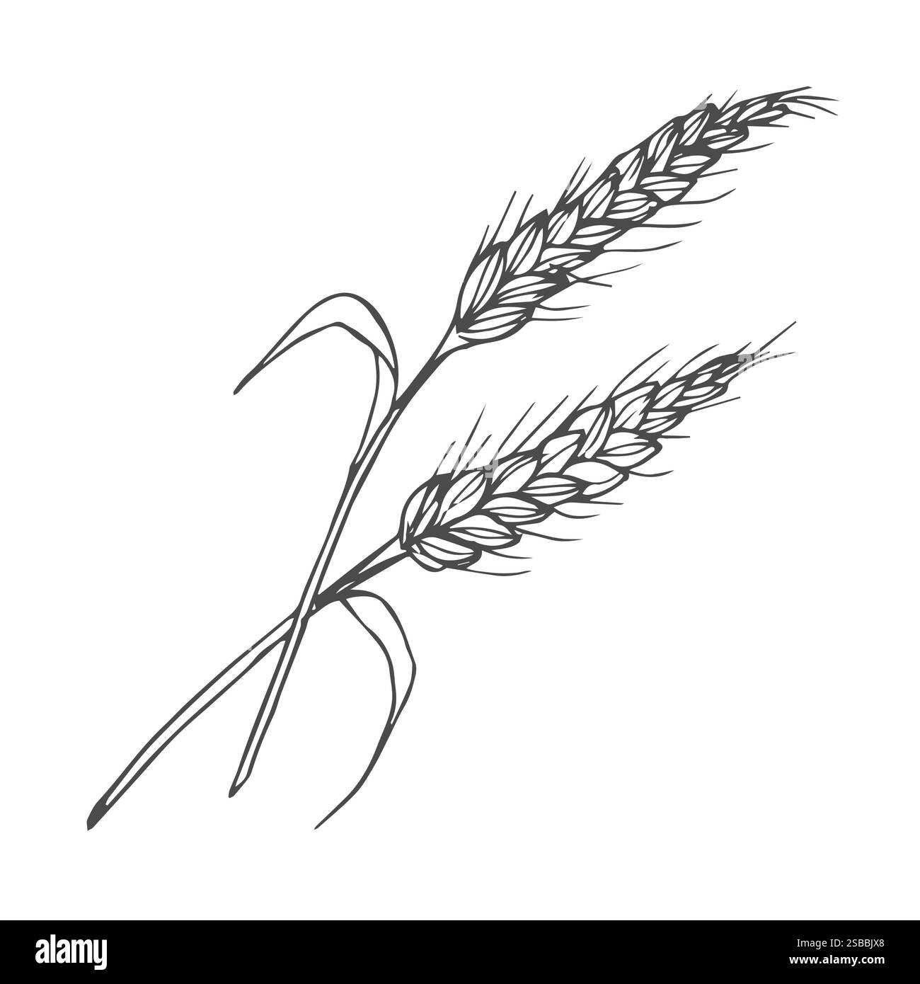 Céréales, orge de seigle et épis de blé. Concept de boulangerie. Illustration vectorielle d'esquisse dessinée à la main Illustration de Vecteur