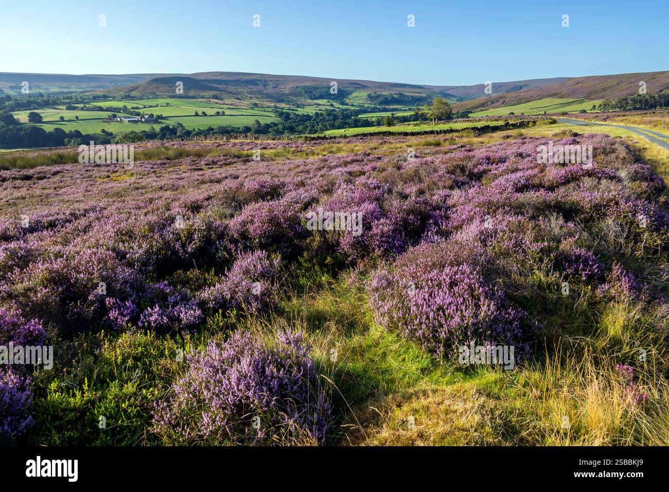 Westerdale avec Heather dans Bloom, Nortth york Moors Nationasl Park Banque D'Images