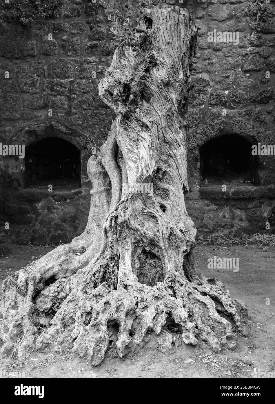 Racine et tronc d'olivier antique, baie de Sorrente de Naples, côte amalfitaine ; Italie; Banque D'Images