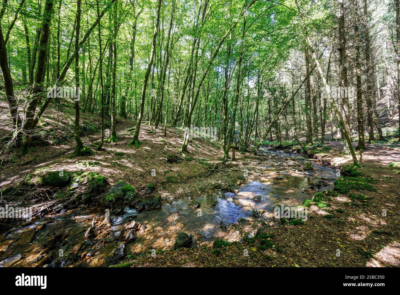 Région forestière avec l'exploitation minière de sate dans la vallée du ruisseau de Mohron, Haybes, Ardennes, France Banque D'Images