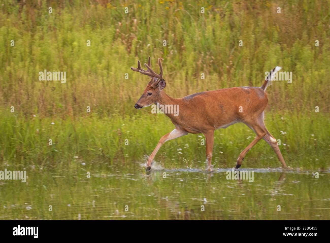 Buck à queue blanche lors d'une soirée d'août dans le nord du Wisconsin. Banque D'Images