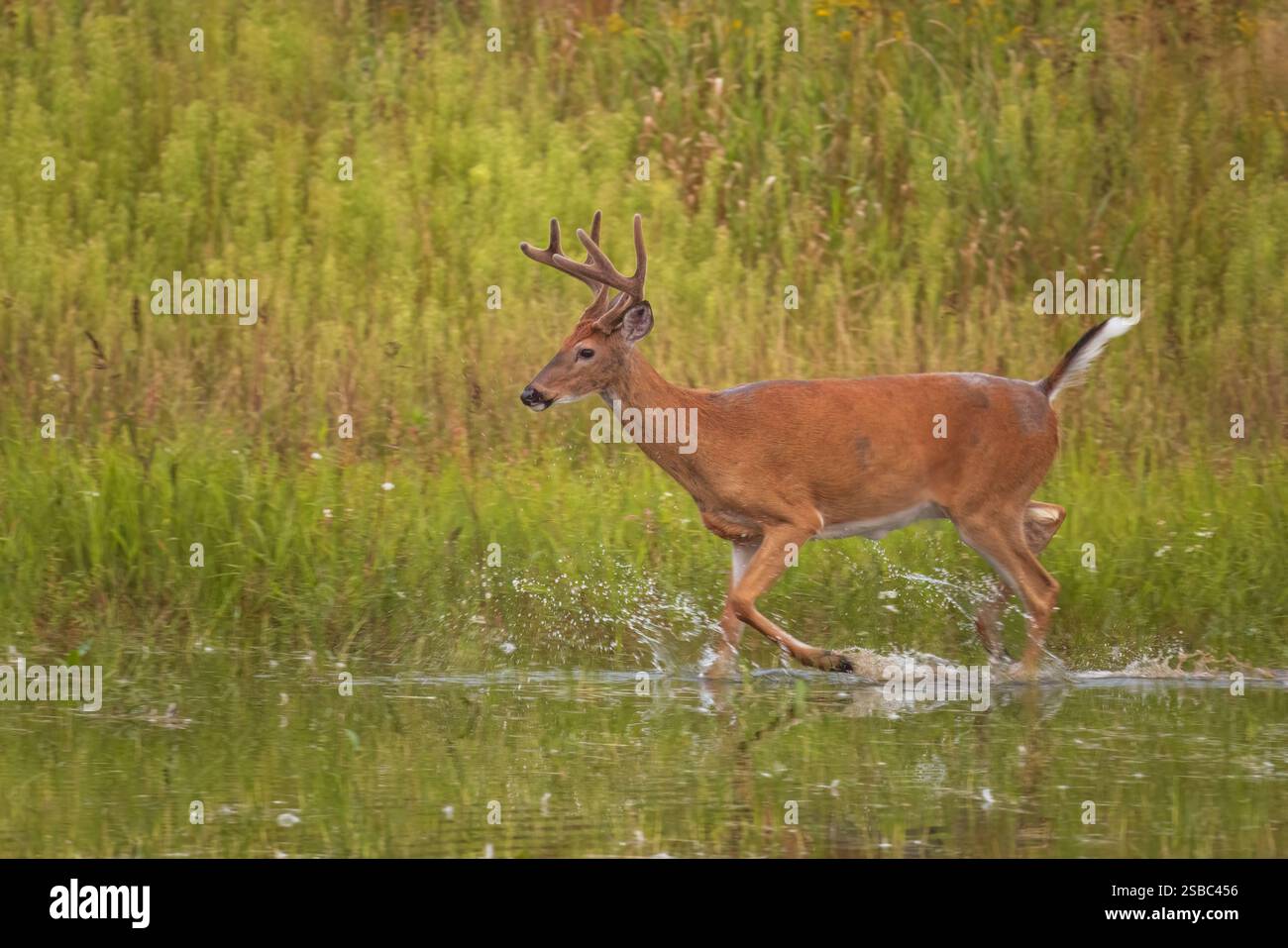 Buck à queue blanche lors d'une soirée d'août dans le nord du Wisconsin. Banque D'Images