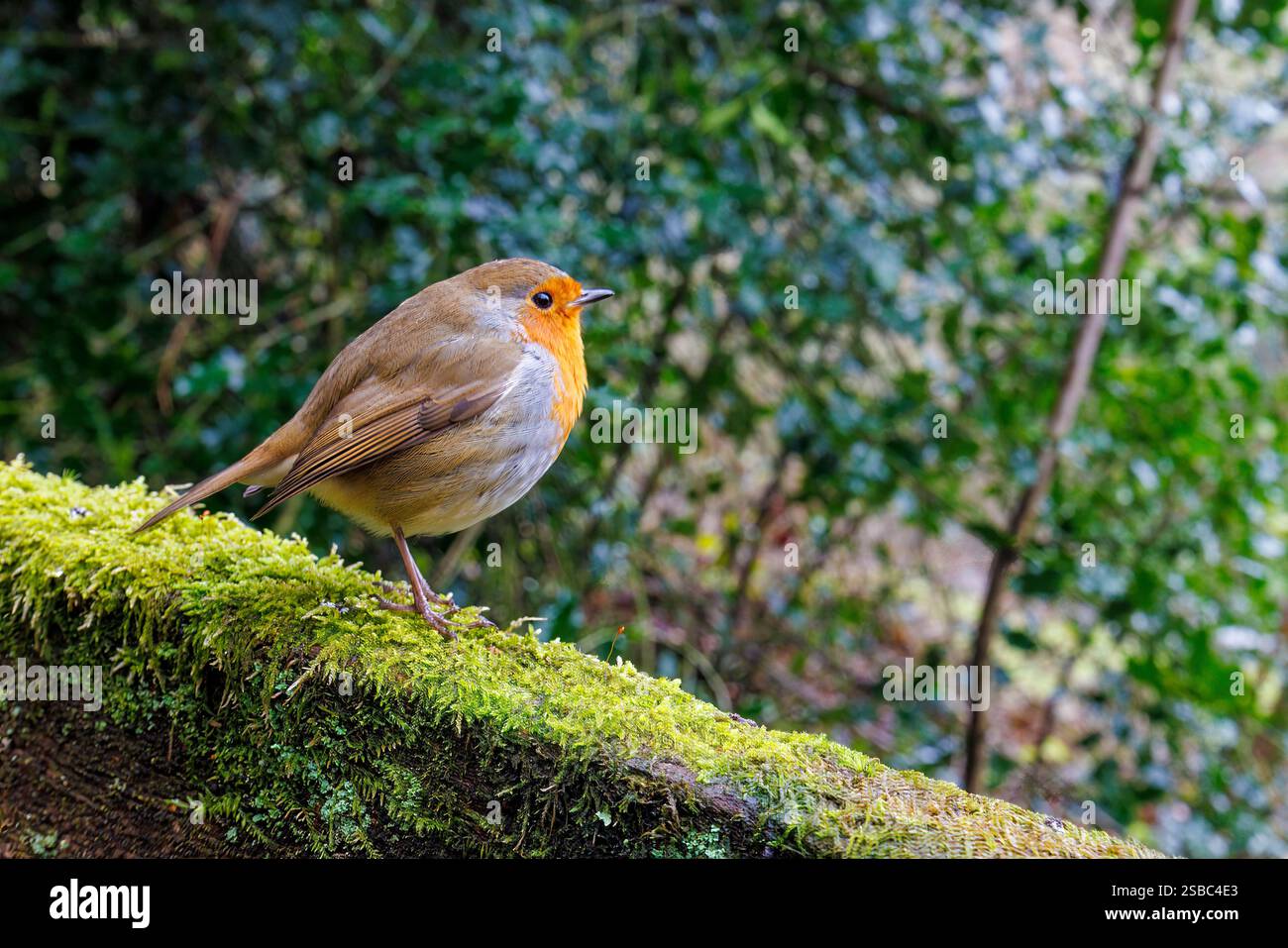 Robin, Erithacus rubecula, Teign Valley, Dartmoor, Royaume-Uni Banque D'Images