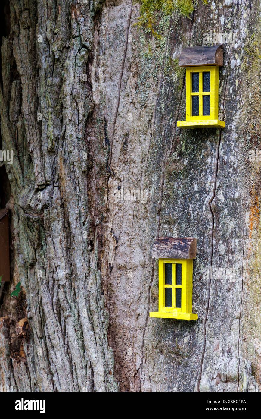 Fenêtres Hobbit dans l'arbre, Dinefwr, pays de Galles, Royaume-Uni Banque D'Images
